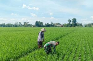 Read more about the article Babinsa Desa Gempolan Dampingi Petani Bersihkan Gulma, Dukung Peningkatan Hasil Panen Padi