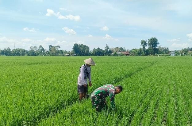 Read more about the article Babinsa Desa Gempolan Dampingi Petani Bersihkan Gulma, Dukung Peningkatan Hasil Panen Padi