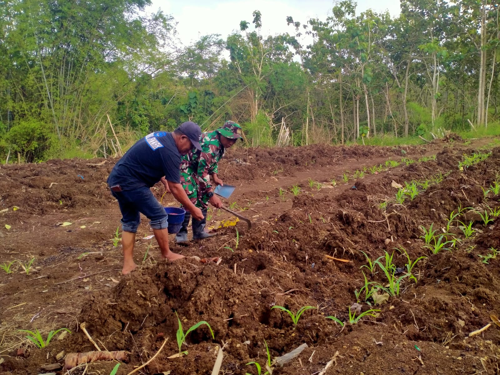 Read more about the article Babinsa Pucanglaban Dampingi Petani Jagung, Dukung Produktivitas dan Ketahanan Pangan