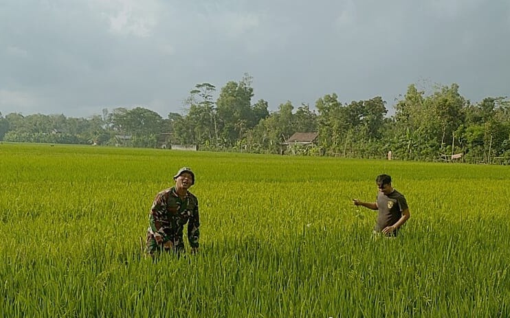 Read more about the article Jaga Produktivitas Padi, Babinsa Desa Mergayu Dampingi Petani Bersihkan Rumput Liar
