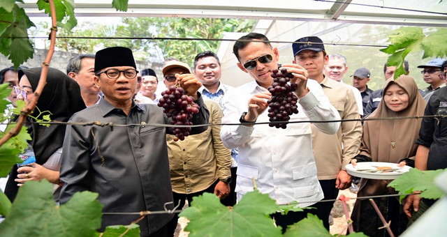Read more about the article Kebun Anggur BUMDes Merak Batin Curi Perhatian Mendes PDT