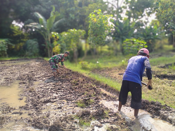Read more about the article Turun ke Sawah, Babinsa Balerejo Dampingi Petani Siapkan Lahan