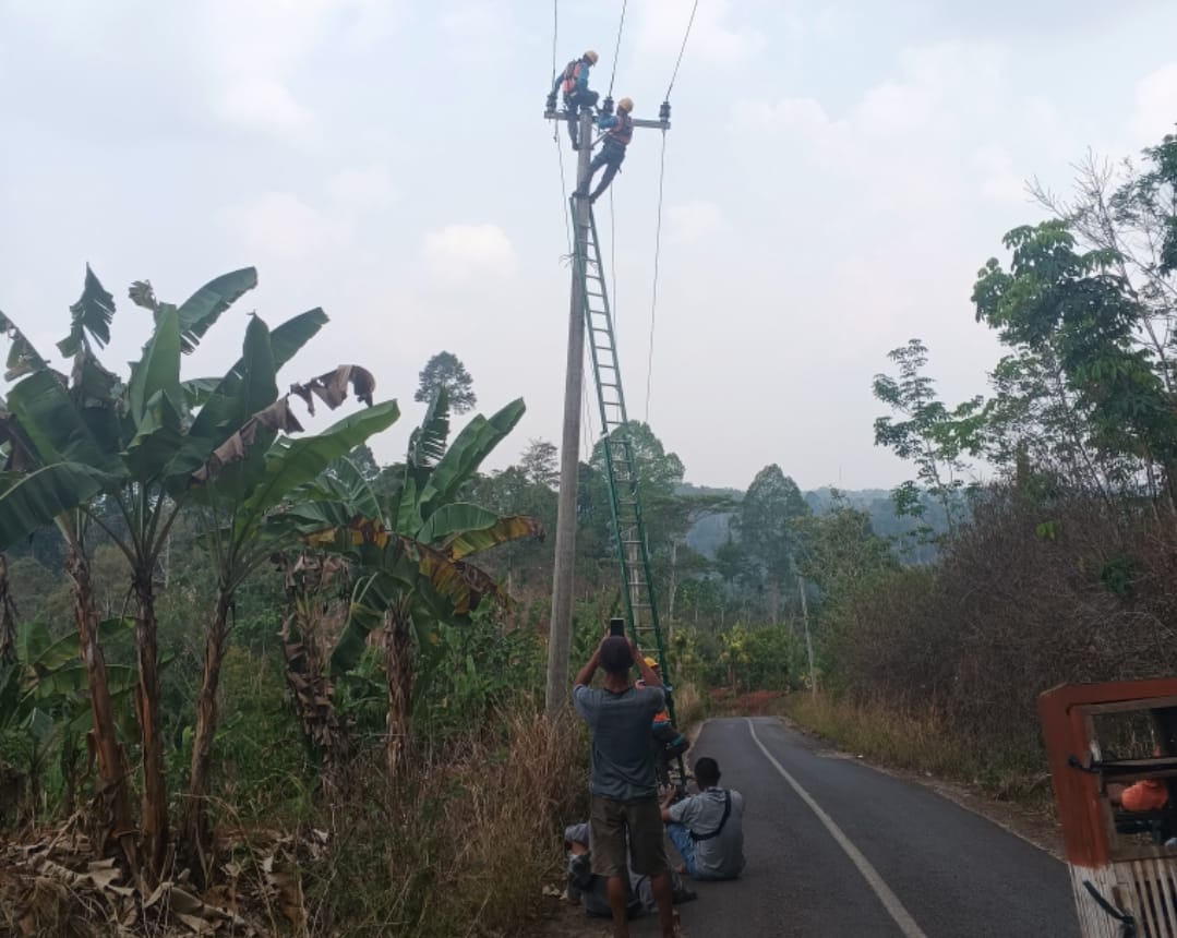 Read more about the article Kayu Tumbang Timpah Jaringan PLN