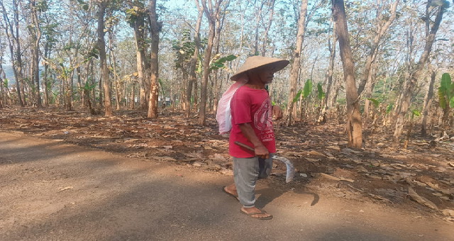 You are currently viewing Semangat Pak Ratno, Sesepuh Desa Sembung yang Tetap Tekun Mencari Rumput di Tengah Harapan Pembangunan TMMD